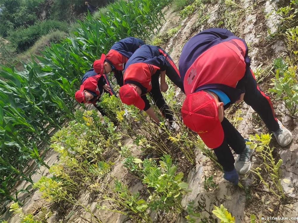 必威betway中文官网「2023年成长不烦恼」夏令营二期第2天：拔扁豆虽苦虽累，但劳动乐趣无限！_m.xinmiyue.com