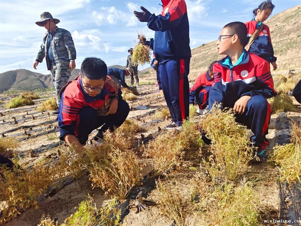 必威betway中文官网「2023年成长不烦恼」夏令营二期第2天：拔扁豆虽苦虽累，但劳动乐趣无限！_m.xinmiyue.com
