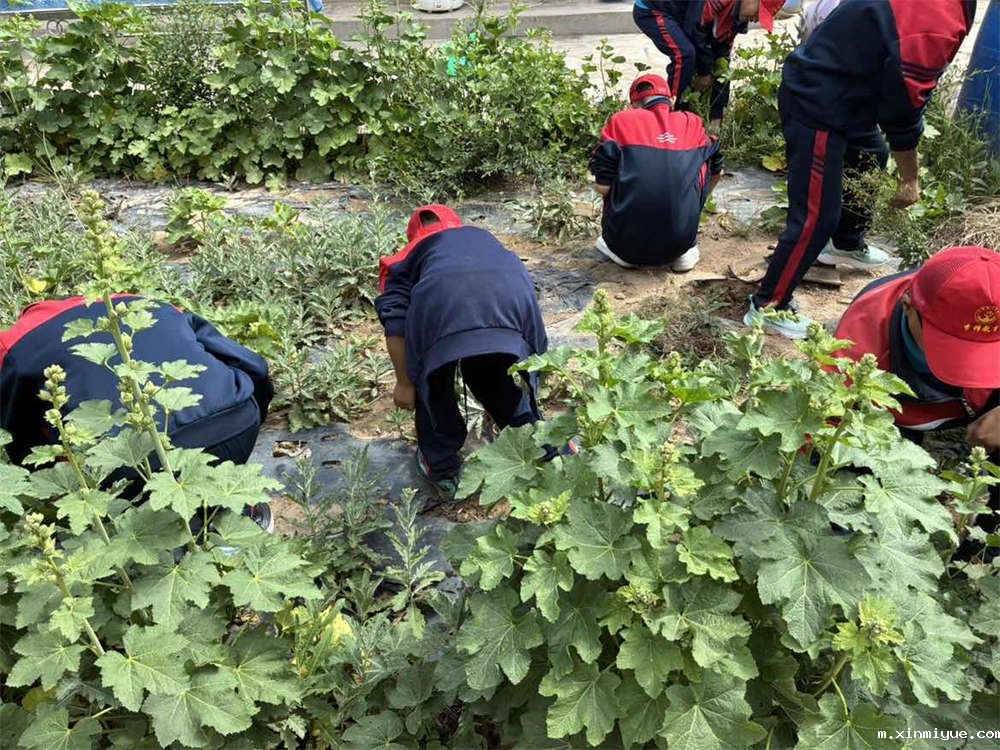 ‌贫困山村夏令营：一次让孩子学会珍惜的旅程_m.xinmiyue.com